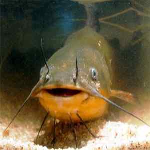 The Dagg Nabbit Stubbs - Mud Cat FLAC