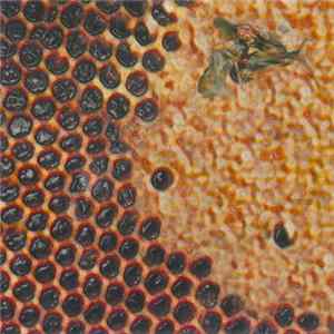 Time Crew - Secret Life Of Bees FLAC