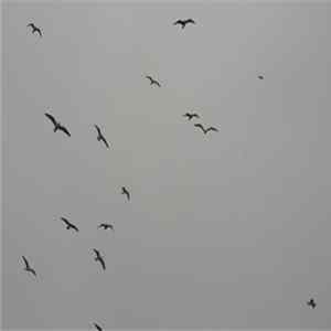Roy Looper - Marine Drive Beach FLAC