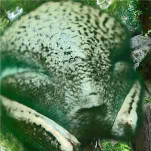 Phyllomedusa - Girth Fundaments FLAC