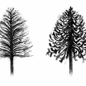 Thomas Ragsdale - Dear Araucaria FLAC