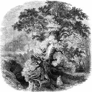 Druid Cloak - The Grove Tetralogy FLAC