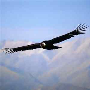 No Tv No Radio - Condor FLAC