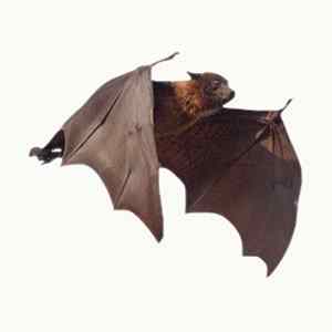 Various - 14 Tracks: Crepuscular Electronica FLAC
