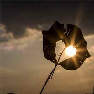 Andrew Parker Davis - The Reason For Love FLAC