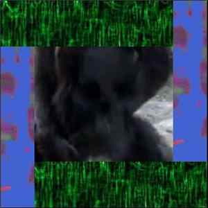 The Golden Gonk - Flickering Greens, Leaking Blues & Exploding Blacks – Live Summer 2008 FLAC