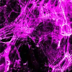 22055 - Synthesis FLAC