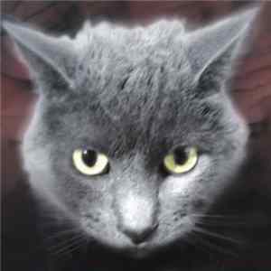 The Bastards Of Fate - Who's A Fuzzy Buddy? FLAC