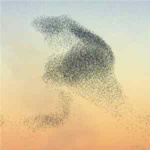 Eitarnora - Murmurations FLAC