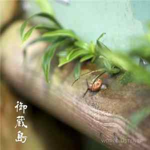 World Listener - 御蔵島 - Mikurajima FLAC