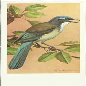 No Artist - Scrub Jay FLAC