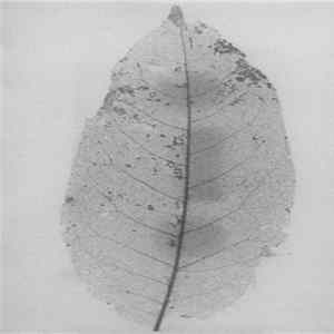 James Fella / Les Beyond - Untitled FLAC