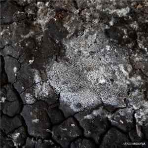 Vendi - Midoria FLAC