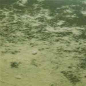 Pet Coffins - Untitled FLAC