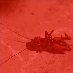 Slash's Wormhole - Redland FLAC