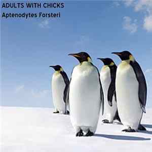 Adults With Chicks - Aptenodytes Forsteri FLAC