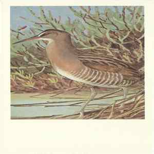 No Artist - Clapper Rail FLAC