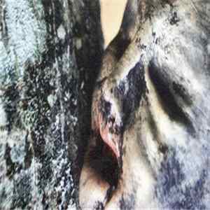 Brume - Fractisum FLAC