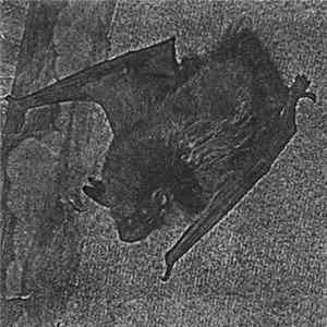 The True Werwolf - Vampyr Strigoi & Rituals FLAC