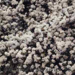 Various - T.A.O.S. The Art Of Sysyphus Vol. 15 FLAC