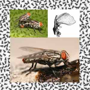 Bug Catcher - Paramacronychiinae Necrophage Behaviour FLAC