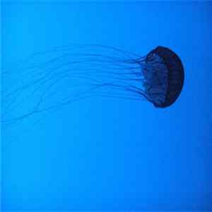 Stroan - Confluence FLAC