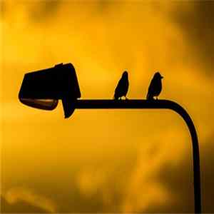 Sun Tired - Yellow Buzz FLAC