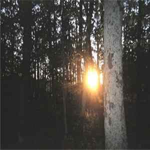 Flamingosis - Home. FLAC